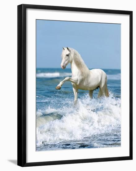 Dream Horses 097-Bob Langrish-Framed Photographic Print