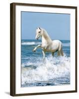 Dream Horses 097-Bob Langrish-Framed Photographic Print