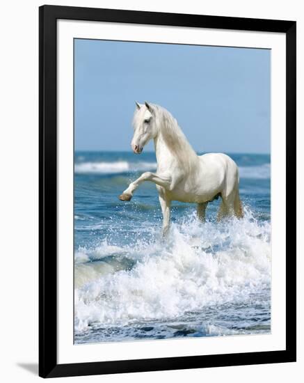 Dream Horses 097-Bob Langrish-Framed Photographic Print