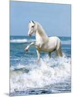 Dream Horses 097-Bob Langrish-Mounted Photographic Print