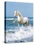 Dream Horses 097-Bob Langrish-Stretched Canvas