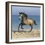 Dream Horses 102-Bob Langrish-Framed Photographic Print