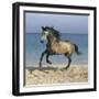 Dream Horses 102-Bob Langrish-Framed Photographic Print