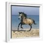 Dream Horses 102-Bob Langrish-Framed Photographic Print