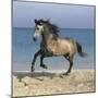 Dream Horses 102-Bob Langrish-Mounted Photographic Print