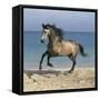 Dream Horses 102-Bob Langrish-Framed Stretched Canvas