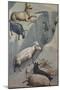 Dream of Joachim, Sheep-Giotto di Bondone-Mounted Art Print