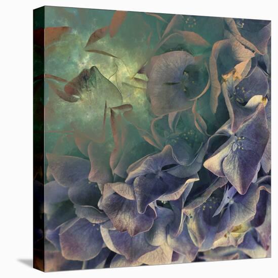 Dream of Petal-Viviane Fedieu Daniel-Stretched Canvas