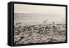 Dream of the Beach II-Susan Bryant-Framed Stretched Canvas