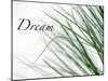 Dream: Reeds-Nicole Katano-Mounted Photo