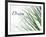 Dream: Reeds-Nicole Katano-Framed Photo