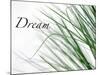 Dream: Reeds-Nicole Katano-Mounted Photo