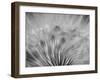 Dream-keren or-Framed Photographic Print