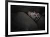 Dreamin-Zdenek Vales-Framed Giclee Print