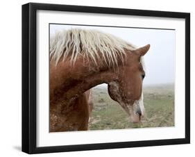 Dreaming in the Mist-Amanda Lee Smith-Framed Giclee Print
