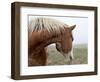 Dreaming in the Mist-Amanda Lee Smith-Framed Giclee Print