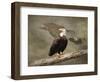 Dreaming of Freedom Bald Eagles-Jai Johnson-Framed Premium Giclee Print