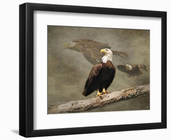 Dreaming of Freedom Bald Eagles-Jai Johnson-Framed Premium Giclee Print