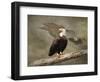 Dreaming of Freedom Bald Eagles-Jai Johnson-Framed Premium Giclee Print