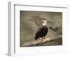 Dreaming of Freedom Bald Eagles-Jai Johnson-Framed Premium Giclee Print