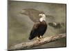 Dreaming of Freedom Bald Eagles-Jai Johnson-Mounted Premium Giclee Print