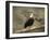 Dreaming of Freedom Bald Eagles-Jai Johnson-Framed Giclee Print