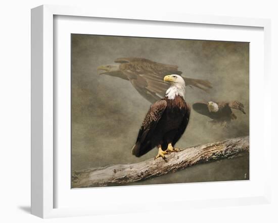 Dreaming of Freedom Bald Eagles-Jai Johnson-Framed Giclee Print