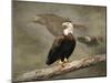 Dreaming of Freedom Bald Eagles-Jai Johnson-Mounted Giclee Print