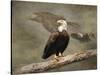 Dreaming of Freedom Bald Eagles-Jai Johnson-Stretched Canvas