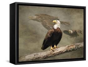 Dreaming of Freedom Bald Eagles-Jai Johnson-Framed Stretched Canvas