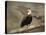 Dreaming of Freedom Bald Eagles-Jai Johnson-Stretched Canvas