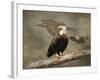 Dreaming of Freedom Bald Eagles-Jai Johnson-Framed Giclee Print