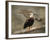 Dreaming of Freedom Bald Eagles-Jai Johnson-Framed Giclee Print