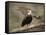 Dreaming of Freedom Bald Eagles-Jai Johnson-Framed Stretched Canvas