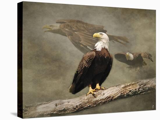 Dreaming of Freedom Bald Eagles-Jai Johnson-Stretched Canvas