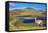 Dreamland Patagonia. Blue Water Grassy Lake, on  Hill Stands Beautiful Guanaco. National Park Torre-kavram-Framed Stretched Canvas