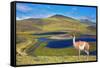 Dreamland Patagonia. Blue Water Grassy Lake, on  Hill Stands Beautiful Guanaco. National Park Torre-kavram-Framed Stretched Canvas