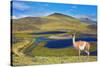 Dreamland Patagonia. Blue Water Grassy Lake, on  Hill Stands Beautiful Guanaco. National Park Torre-kavram-Stretched Canvas