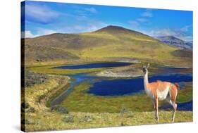 Dreamland Patagonia. Blue Water Grassy Lake, on  Hill Stands Beautiful Guanaco. National Park Torre-kavram-Stretched Canvas