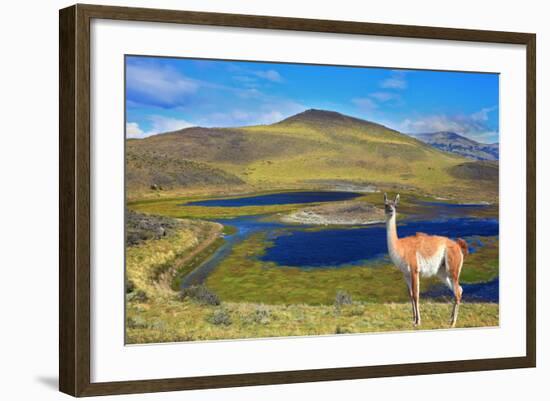 Dreamland Patagonia. Blue Water Grassy Lake, on  Hill Stands Beautiful Guanaco. National Park Torre-kavram-Framed Photographic Print