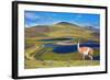 Dreamland Patagonia. Blue Water Grassy Lake, on  Hill Stands Beautiful Guanaco. National Park Torre-kavram-Framed Photographic Print