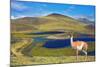 Dreamland Patagonia. Blue Water Grassy Lake, on  Hill Stands Beautiful Guanaco. National Park Torre-kavram-Mounted Photographic Print