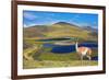 Dreamland Patagonia. Blue Water Grassy Lake, on  Hill Stands Beautiful Guanaco. National Park Torre-kavram-Framed Photographic Print