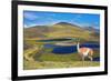 Dreamland Patagonia. Blue Water Grassy Lake, on  Hill Stands Beautiful Guanaco. National Park Torre-kavram-Framed Photographic Print