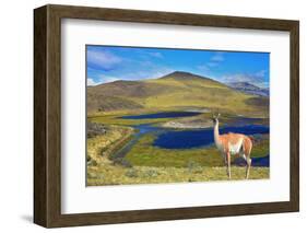 Dreamland Patagonia. Blue Water Grassy Lake, on  Hill Stands Beautiful Guanaco. National Park Torre-kavram-Framed Photographic Print