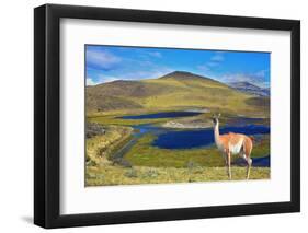 Dreamland Patagonia. Blue Water Grassy Lake, on  Hill Stands Beautiful Guanaco. National Park Torre-kavram-Framed Photographic Print