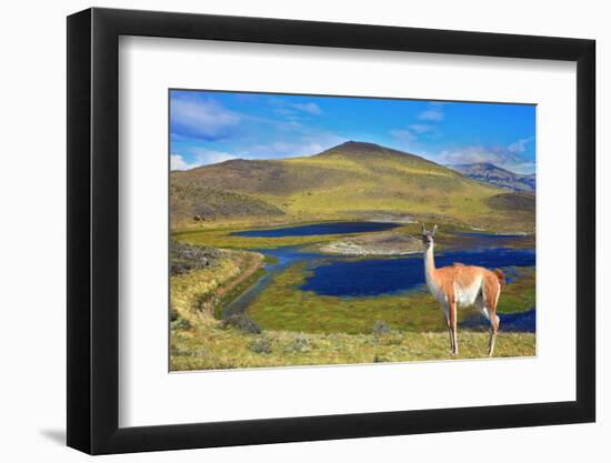 Dreamland Patagonia. Blue Water Grassy Lake, on  Hill Stands Beautiful Guanaco. National Park Torre-kavram-Framed Photographic Print