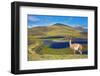 Dreamland Patagonia. Blue Water Grassy Lake, on  Hill Stands Beautiful Guanaco. National Park Torre-kavram-Framed Photographic Print