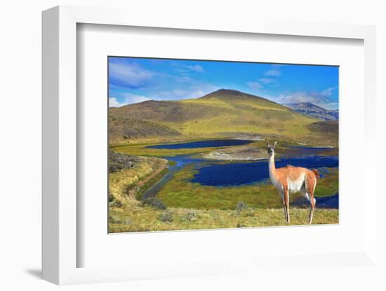 Dreamland Patagonia. Blue Water Grassy Lake, on  Hill Stands Beautiful Guanaco. National Park Torre-kavram-Framed Photographic Print