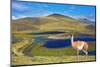 Dreamland Patagonia. Blue Water Grassy Lake, on  Hill Stands Beautiful Guanaco. National Park Torre-kavram-Mounted Photographic Print